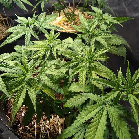 Genética desconocida growlog photo: Inmortal