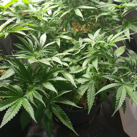 Genética desconocida growlog photo: Inmortal