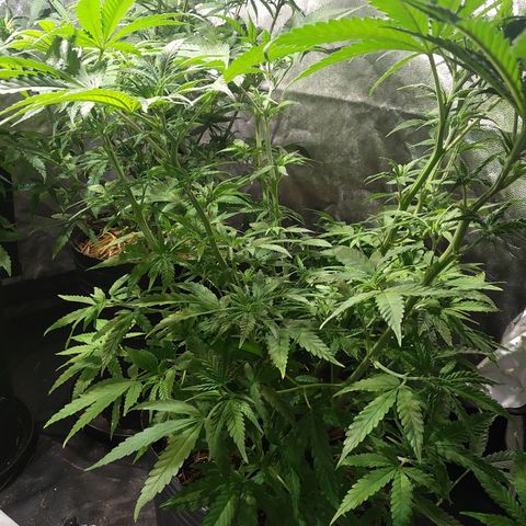 Genética desconocida growlog photo: Inmortal