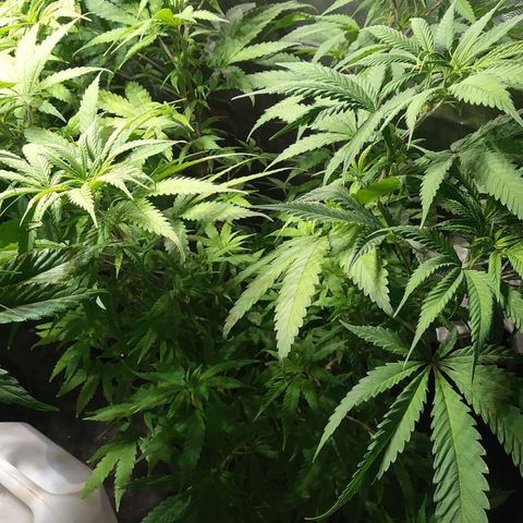 Genética desconocida growlog photo: Inmortal