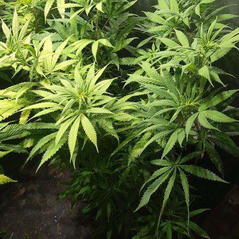 Genética desconocida growlog photo: Inmortal