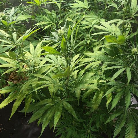 Genética desconocida growlog photo: Inmortal