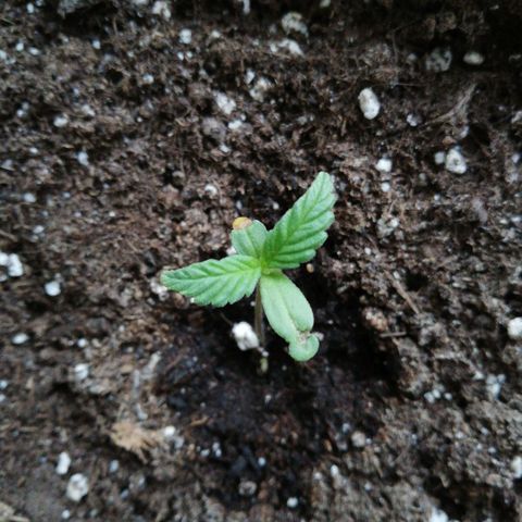 Bruce Banner # 3 Auto growlog timeline photo