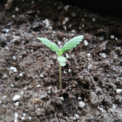 Bruce Banner # 3 Auto growlog timeline photo