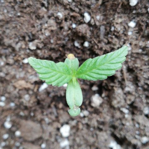 Bruce Banner # 3 Auto growlog timeline photo