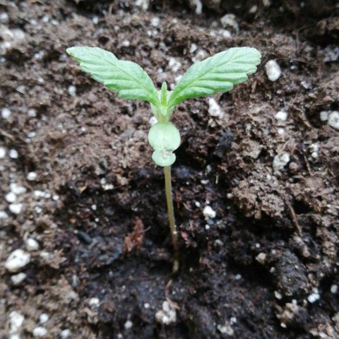 Bruce Banner # 3 Auto growlog timeline photo