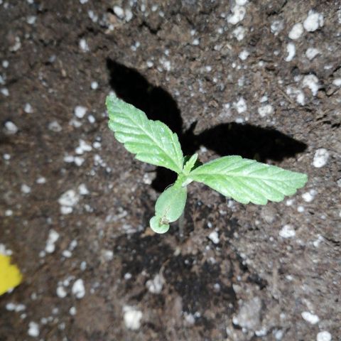 Bruce Banner # 3 Auto growlog timeline photo