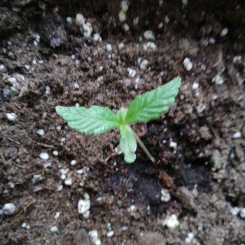 Bruce Banner # 3 Auto growlog timeline photo