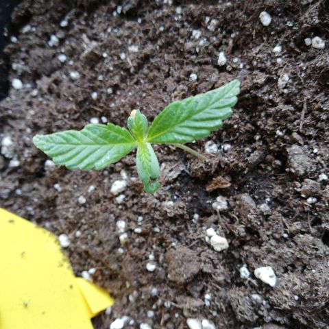 Bruce Banner # 3 Auto growlog timeline photo