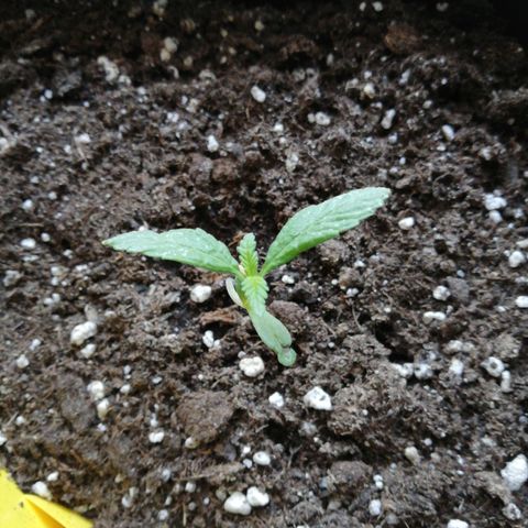 Bruce Banner # 3 Auto growlog timeline photo