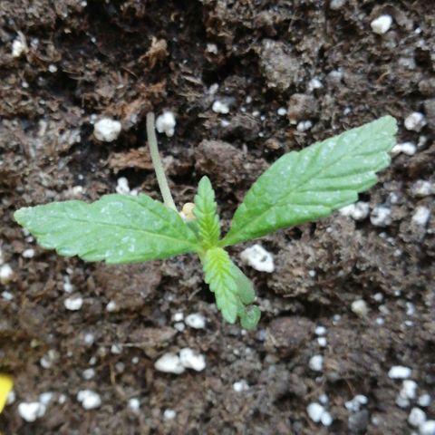 Bruce Banner # 3 Auto growlog timeline photo