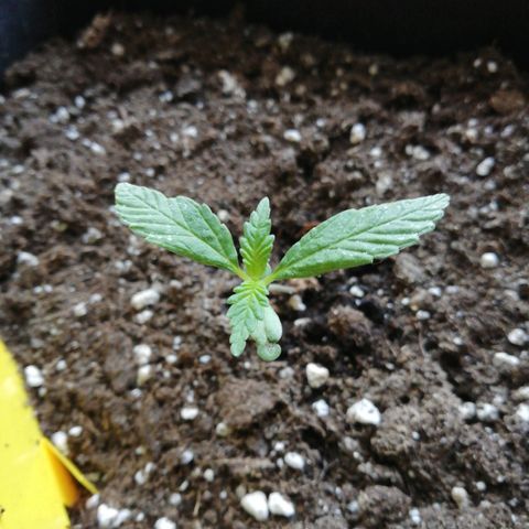 Bruce Banner # 3 Auto growlog timeline photo