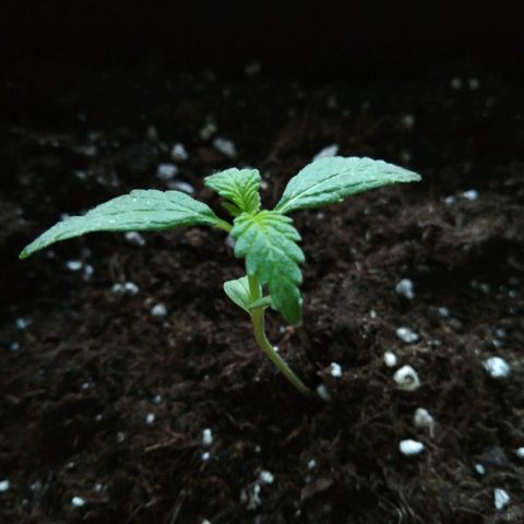 Bruce Banner # 3 Auto growlog timeline photo