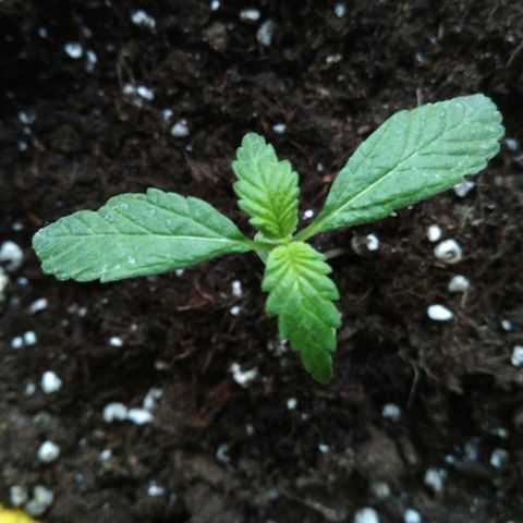 Bruce Banner # 3 Auto growlog timeline photo