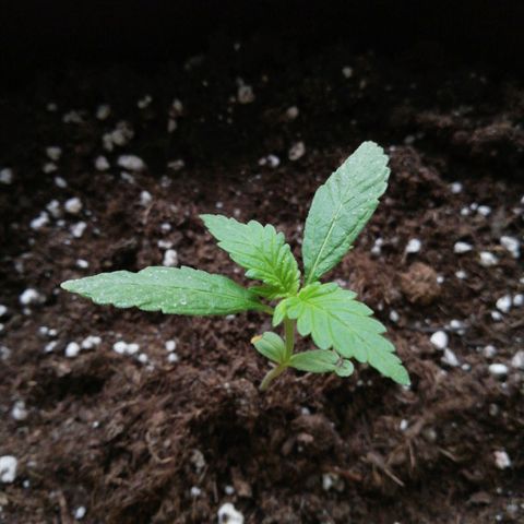 Bruce Banner # 3 Auto growlog timeline photo