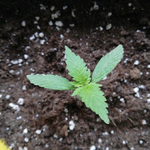 Bruce Banner # 3 Auto growlog timeline photo