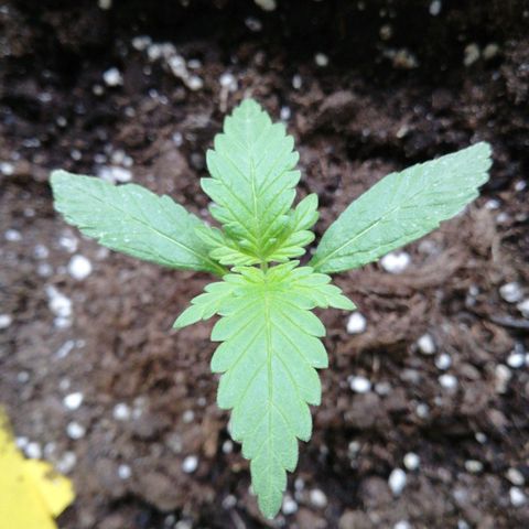 Bruce Banner # 3 Auto growlog timeline photo