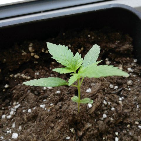 Bruce Banner # 3 Auto growlog timeline photo