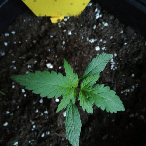 Bruce Banner # 3 Auto growlog timeline photo