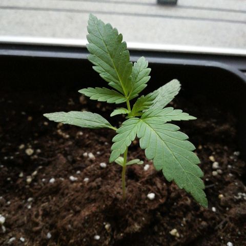 Bruce Banner # 3 Auto growlog timeline photo