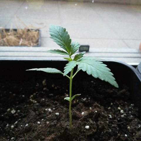 Bruce Banner # 3 Auto growlog timeline photo