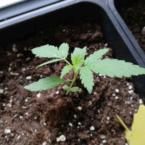 Bruce Banner # 3 Auto growlog timeline photo