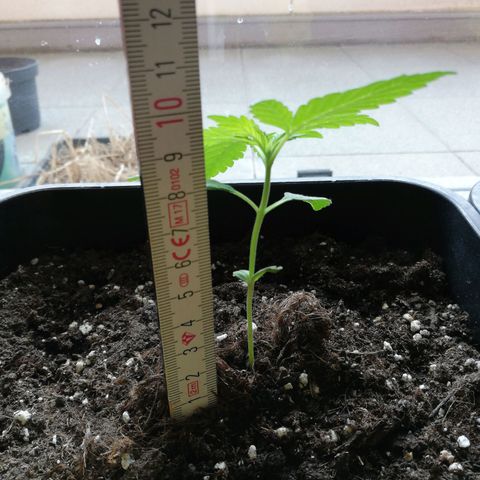 Bruce Banner # 3 Auto growlog timeline photo