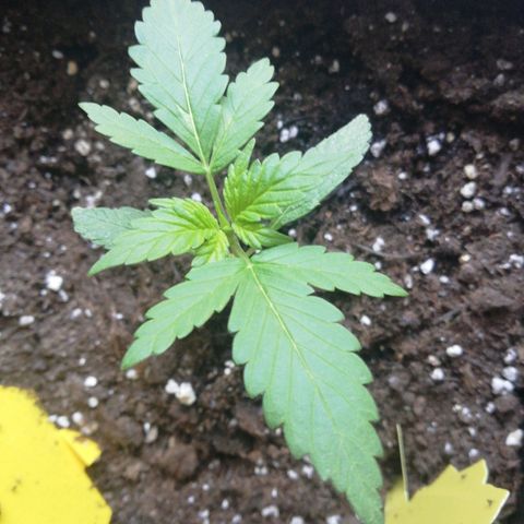 Bruce Banner # 3 Auto growlog timeline photo