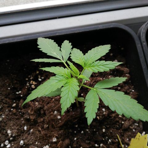 Bruce Banner # 3 Auto growlog timeline photo