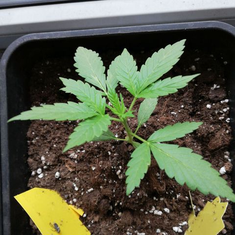 Bruce Banner # 3 Auto growlog timeline photo