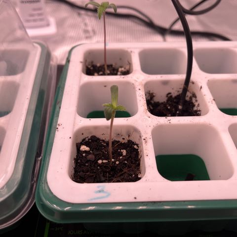 Pineapple Express P3 growlog photo: 1.25”