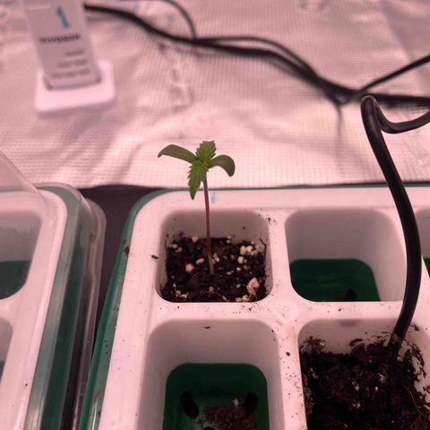 Pineapple Express P1 growlog photo: 2” Tall