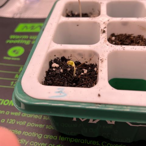 Pineapple Express P3 growlog photo: .5”