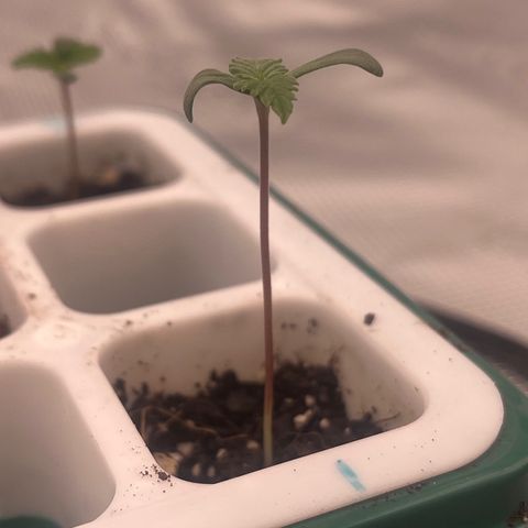 Pineapple Express P1 growlog photo: 2” Tall, no huge change from yesterday