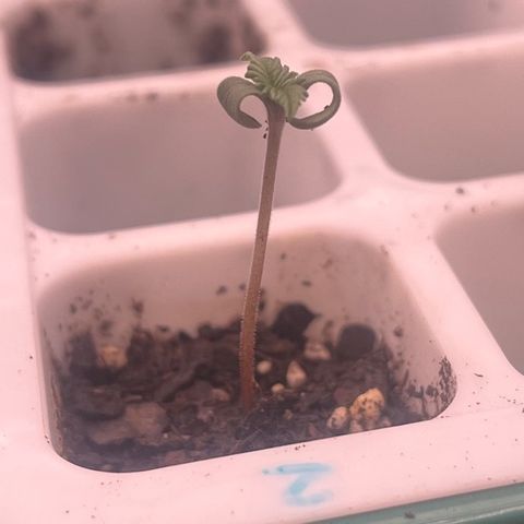 Pineapple Express P2 growlog photo: 1.5” tall, grown a half inch since yesterday. Leaves still curled but color looks pretty good