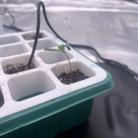 Pineapple Express P3 growlog photo: 1.5” tall, not a huge difference from yesterday if any. Leaning a little more than the others, doing her best impression of God from “The Creation of Adam.” 1 leaf still curled but color looks good