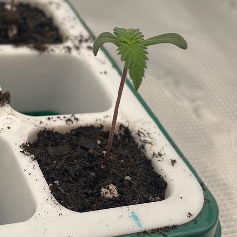 Pineapple Express P1 growlog photo: More soil, water, I.e., less height 