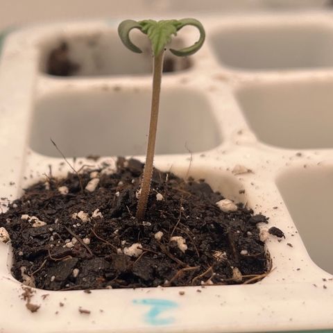 Pineapple Express P2 growlog photo: More coco and water, less height