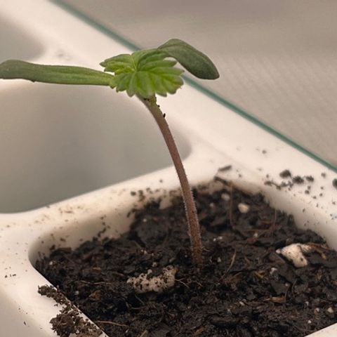 Pineapple Express P3 growlog photo: More soil and water, less height