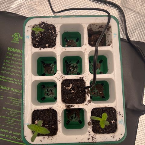 Pineapple Express P3 growlog photo: Top view, new growth on secondary sets of  leaves