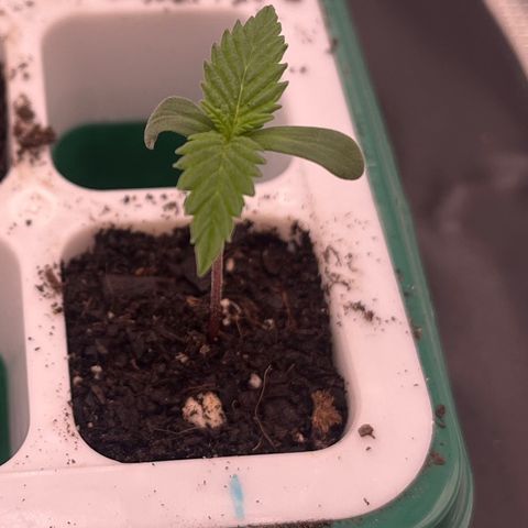 Pineapple Express P1 growlog photo: 10:45am- Champ has shown some growth in the leaf department, not any taller than yesterday though so apparent stretching seems to have stopped. Looking good overall, appears to be enjoying the mini soil top-dress/water she got yesterday.