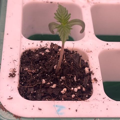 Pineapple Express P2 growlog photo: 10:45am- soil baby has shown some growth in the leaf department, not any taller than yesterday though. Looking good overall, appears to be enjoying the mini soil top-dress/water she got yesterday. Still a little curly but unraveling slowly.