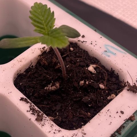 Pineapple Express P3 growlog photo: 10:45am- leaner has shown some growth in the leaf department, not any taller than yesterday though. Looking good overall, appears to be enjoying the mini soil top-dress/water she got yesterday. Still reaching towards pheno 1 for whatever reason, but not detrimentally so.