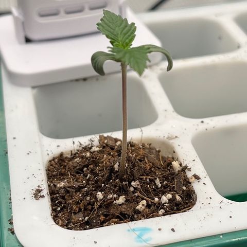 Pineapple Express P2 growlog photo: Lookin good, medium is a little drier than other 2 so she gets an extra tap of water. Trooper