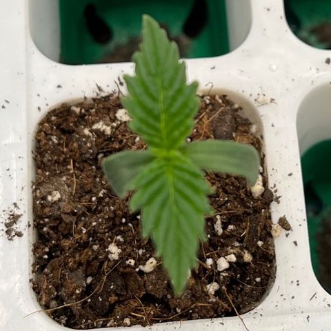 Pineapple Express P2 growlog photo: Lookin good, medium is a little drier than other 2 so she gets an extra tap of water. Trooper