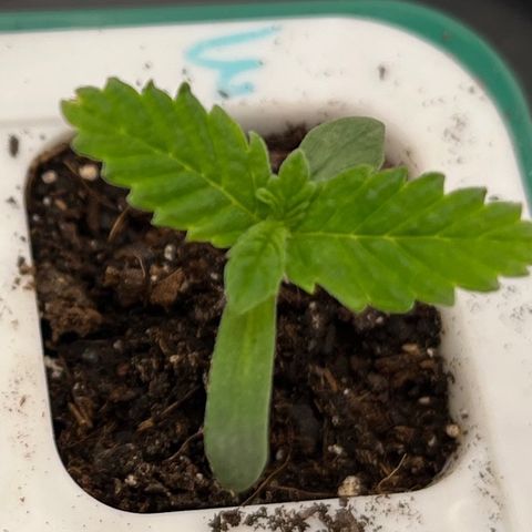 Pineapple Express P3 growlog photo: Lookin pretty good, tips of fan leaves look as if they’d been signed off or eaten by something. Just a bit though, could be normal. Either way, will watch closely next couple of days. 2nd sets of fan leaves coming in.