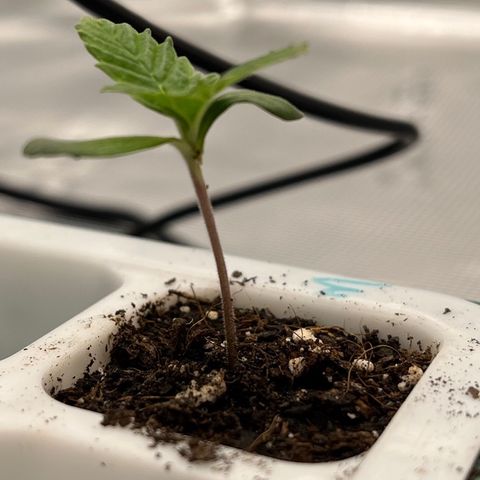 Pineapple Express P3 growlog photo: Lookin pretty good, tips of fan leaves look as if they’d been signed off or eaten by something. Just a bit though, could be normal. Either way, will watch closely next couple of days. 2nd sets of fan leaves coming in.