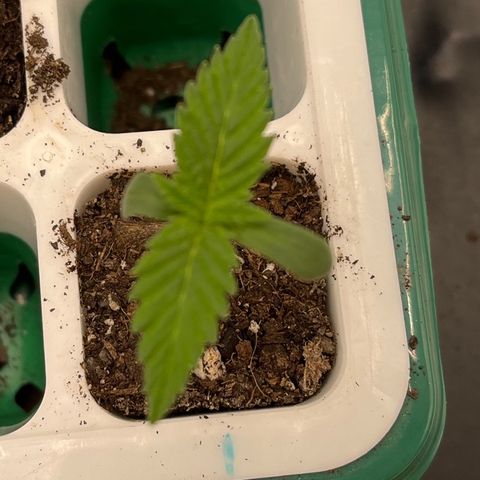 Pineapple Express P1 growlog photo: 11am, lookin good. 2nd sets of fan leaves coming in.