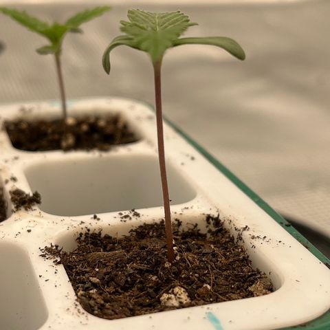 Pineapple Express P1 growlog photo: 11am, lookin good. 2nd sets of fan leaves coming in.