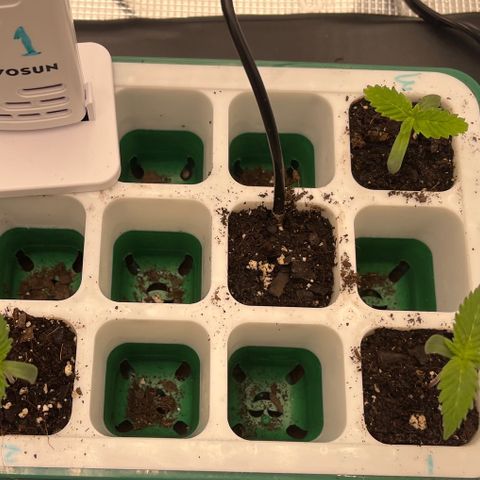 Pineapple Express P3 growlog photo: 11pm- lookin good, starting to see more leaves sprout on 1 & 3